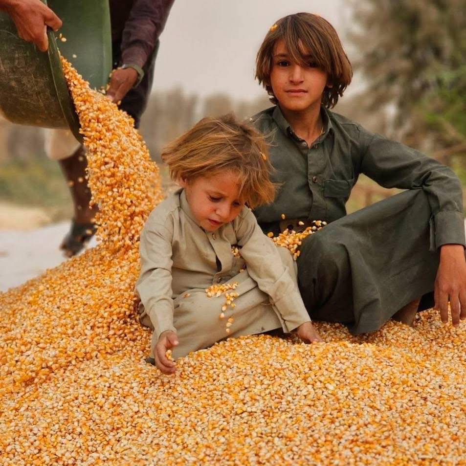 محاصيل اليمن لا تزال عرضة لتقلبات الطقس (إعلام محلي)