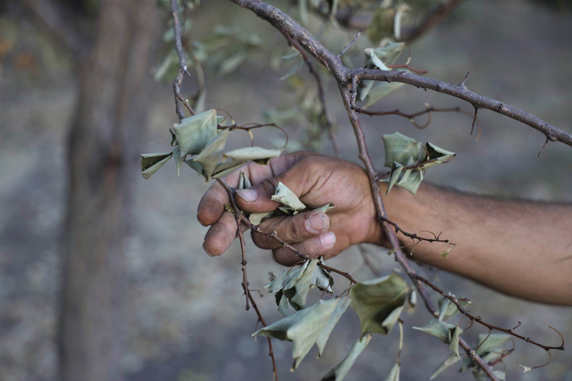 مزارع سوري يفحص أحد أغصان الشجرة الجافة في بلدة جسر الشغور غرب إدلب في 13 أغسطس (أ.ب)