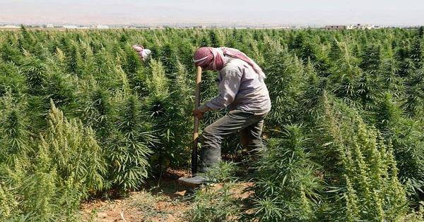 «مزرعة حشيش» في البقاع اللبناني (متداولة)