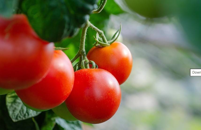 الطماطم تدعم مستويات التستوستيرون بشكل رئيس بفضل محتواها العالي من اللايكوبين (بكساباي)