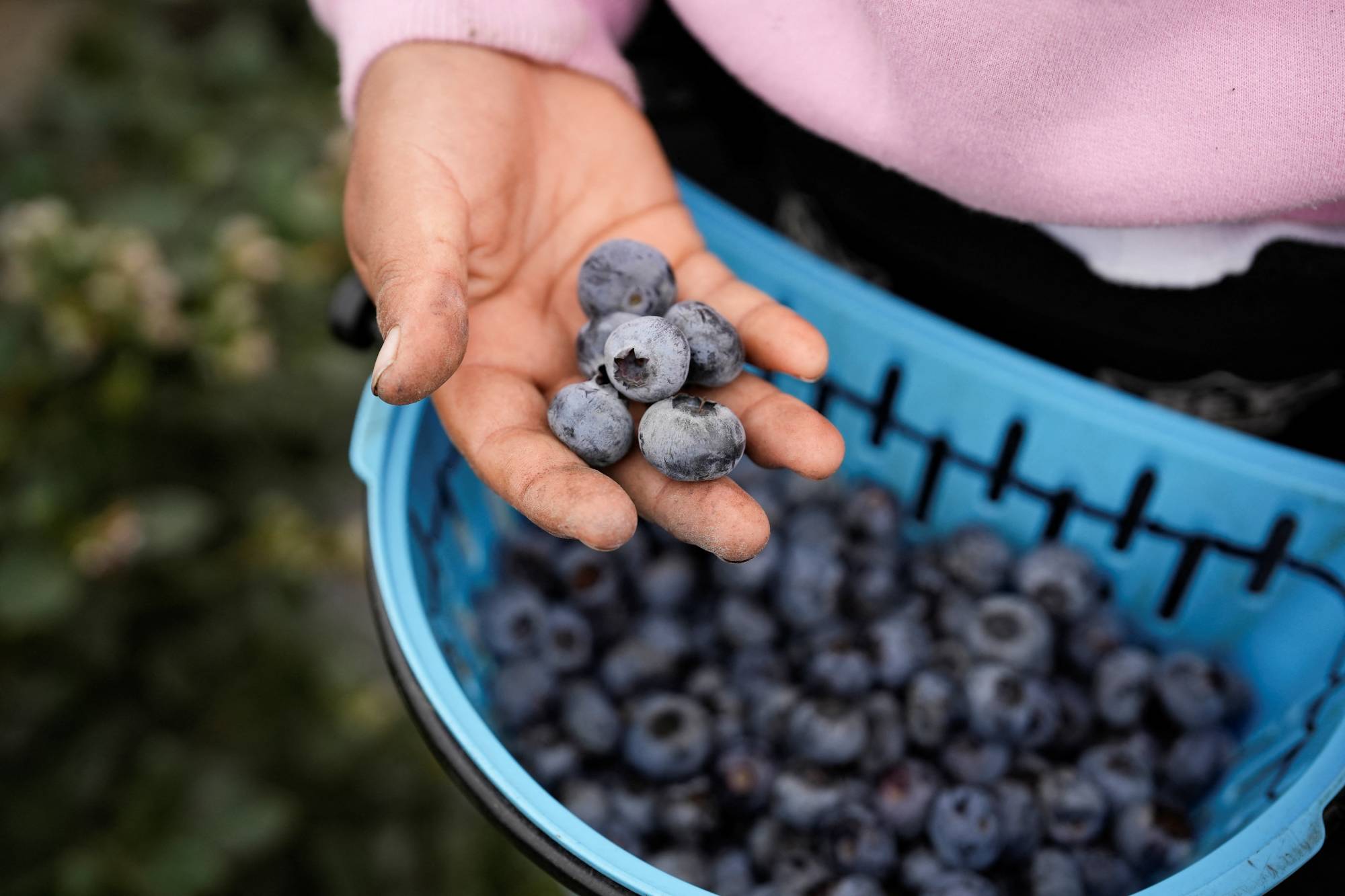 الأطعمة الغنية بمضادات الأكسدة مثل التوت البري والفاكهة الحمراء تقي من الشيخوخة (رويترز)