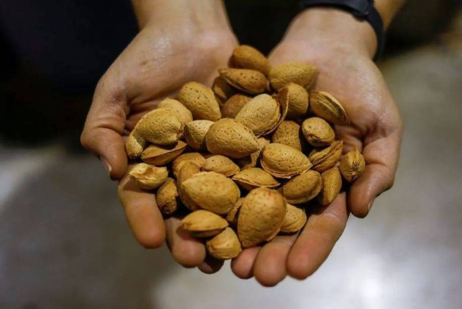 يرتبط تناول المكسرات بانتظام بالعديد من الفوائد الصحية (رويترز)