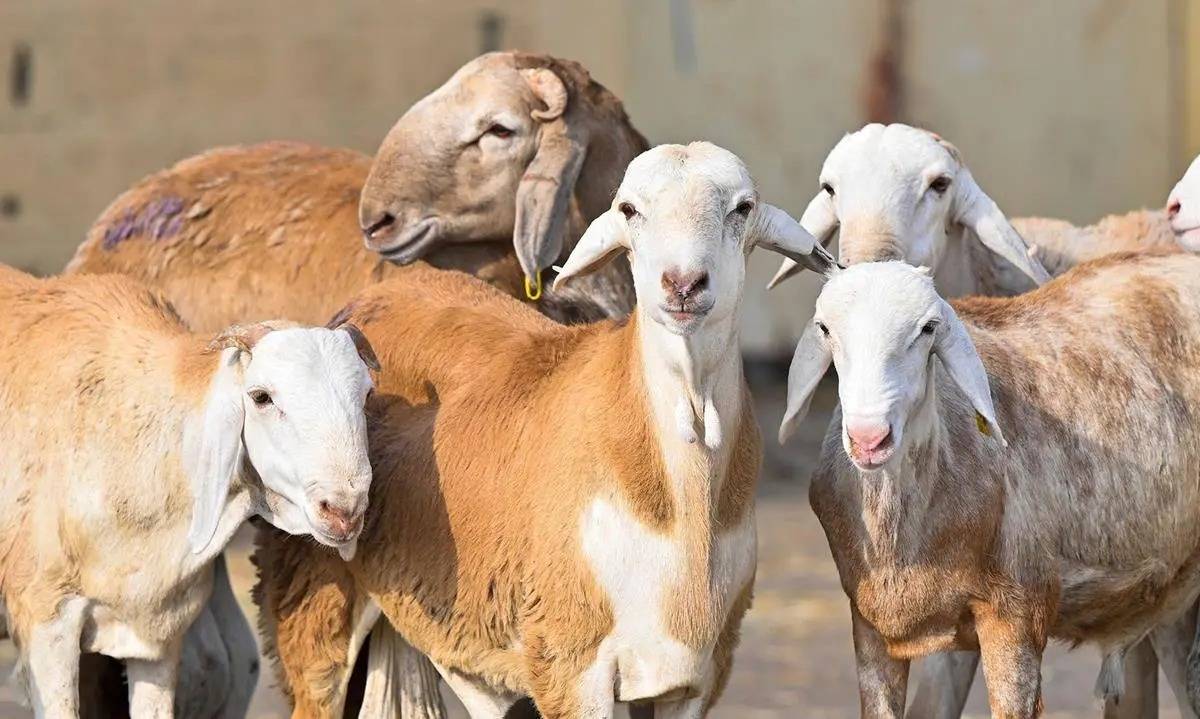 مع توسيع باب استيراد المواشي... هل تنخفض أسعار اللحوم في السعودية؟