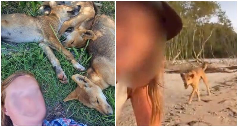 Köpekler iki turiste de saldırmadı (Queensland Çevre ve Bilim Birimi)