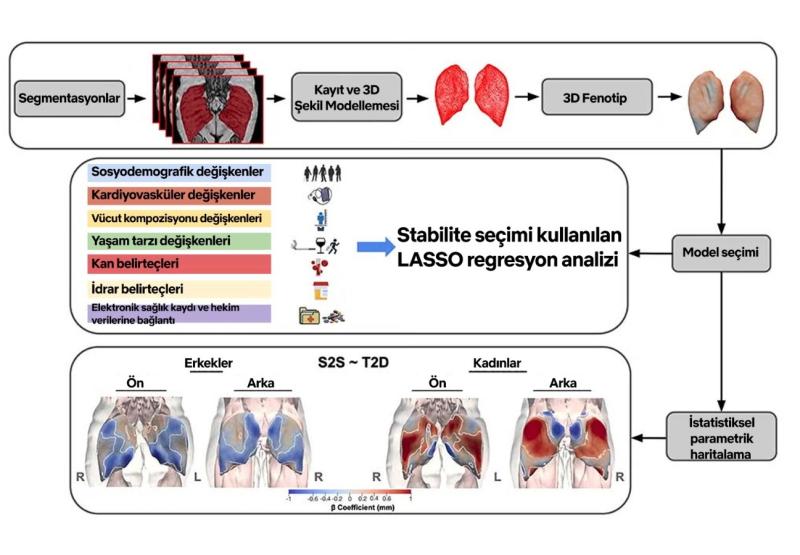 üzerindeki etkisini haritalandırdı (Kuzey Amerika Radyoloji Derneği)
