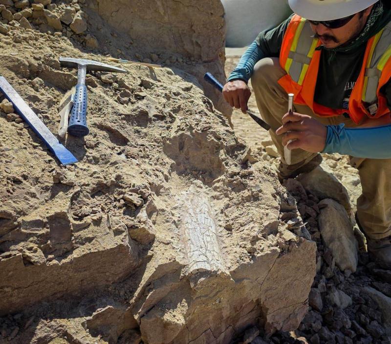 İşçilerin yaklaşık 3,5 metre derinlikte bulduğu fosiller arasında bir uyluk kemiği ve diğer kol-bacak kemikleri de var (Oceanside Belediyesi/Facebook)