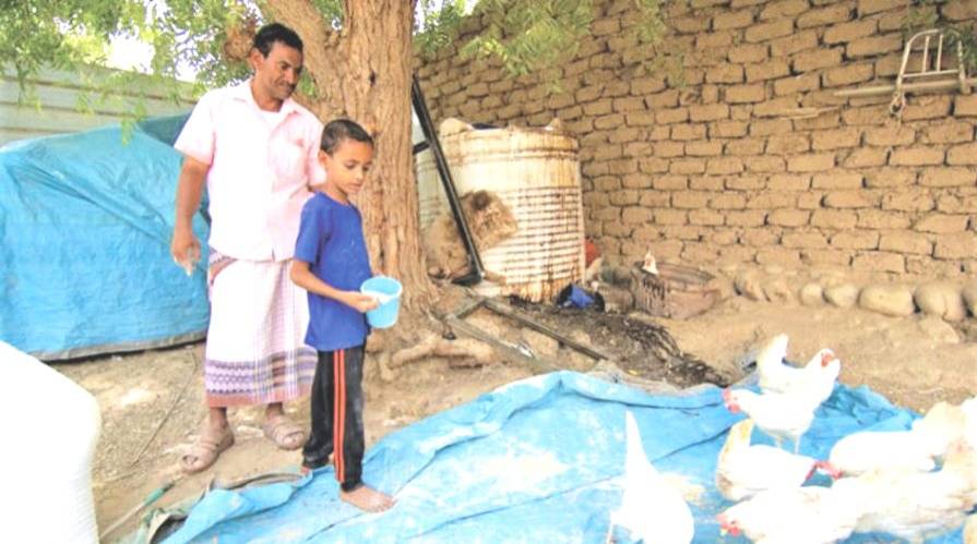 Ebeveynine tavuk yetiştirerek yumurta üretimine yardım eden Yemenli çocuk, Ebyen ilinde (Birleşmiş Milletler)