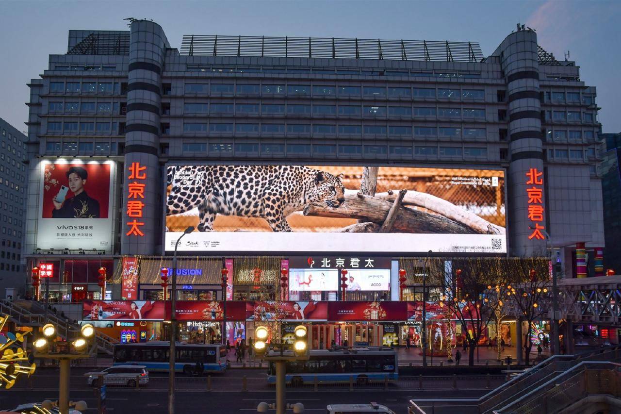 Fotoğraf Altı: Arap Kaplanı Günü, uluslararası arenadaki büyük meydanlarda kutlandı. (Şarku'l Avsat)