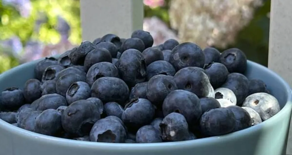 أفضل 4 أطعمة غنية بالألياف لتحسين التحكم في مرض السكري من النوع الثاني