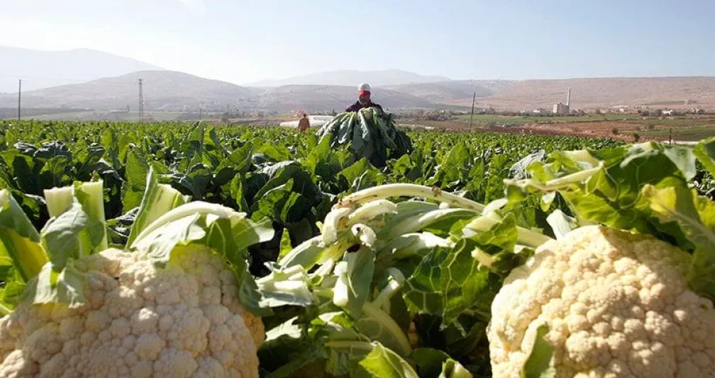 6 فوائد صحية مذهلة للقرنبيط لن تصدقها!