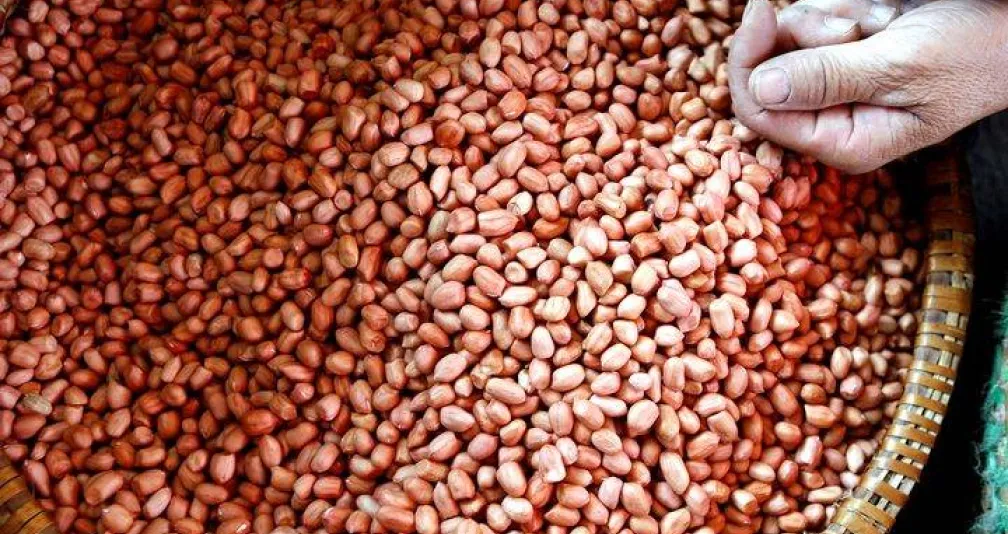 الفول السوداني يعزز الذاكرة