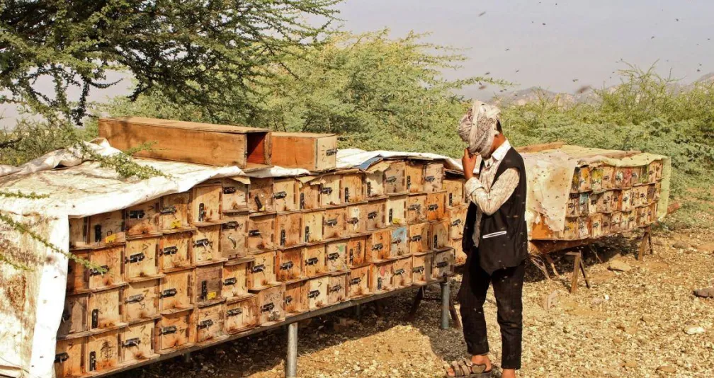 مبيدات قاتلة بأسماء جذابة تهدد الأمن الغذائي اليمني