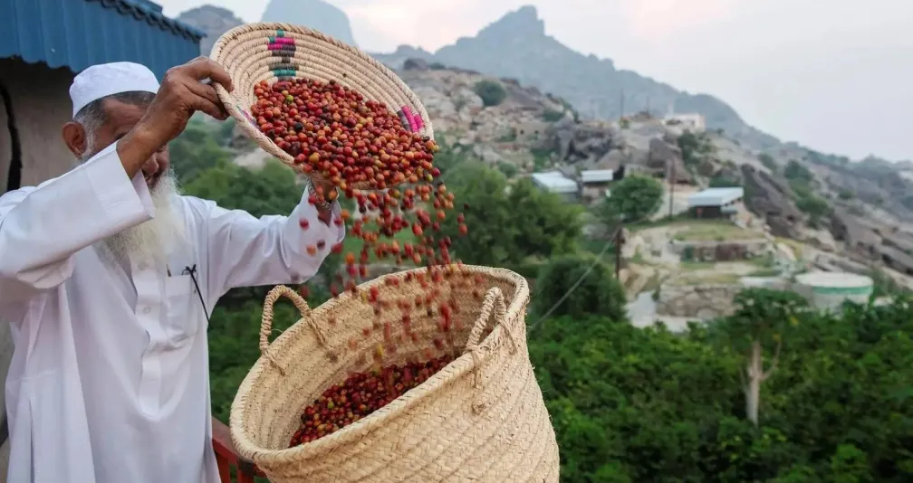 من جازان إلى الأسواق العالمية... انطلاقة قوية لـ«مركز تطوير البُن السعودي»