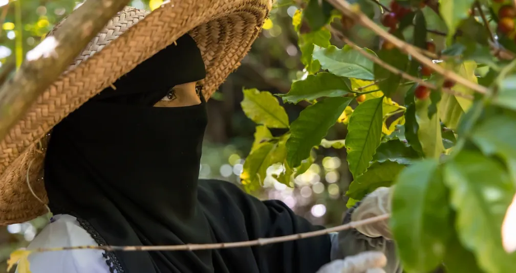 مشروع أممي يدعم آلافاً من مزارعي البن في تعز