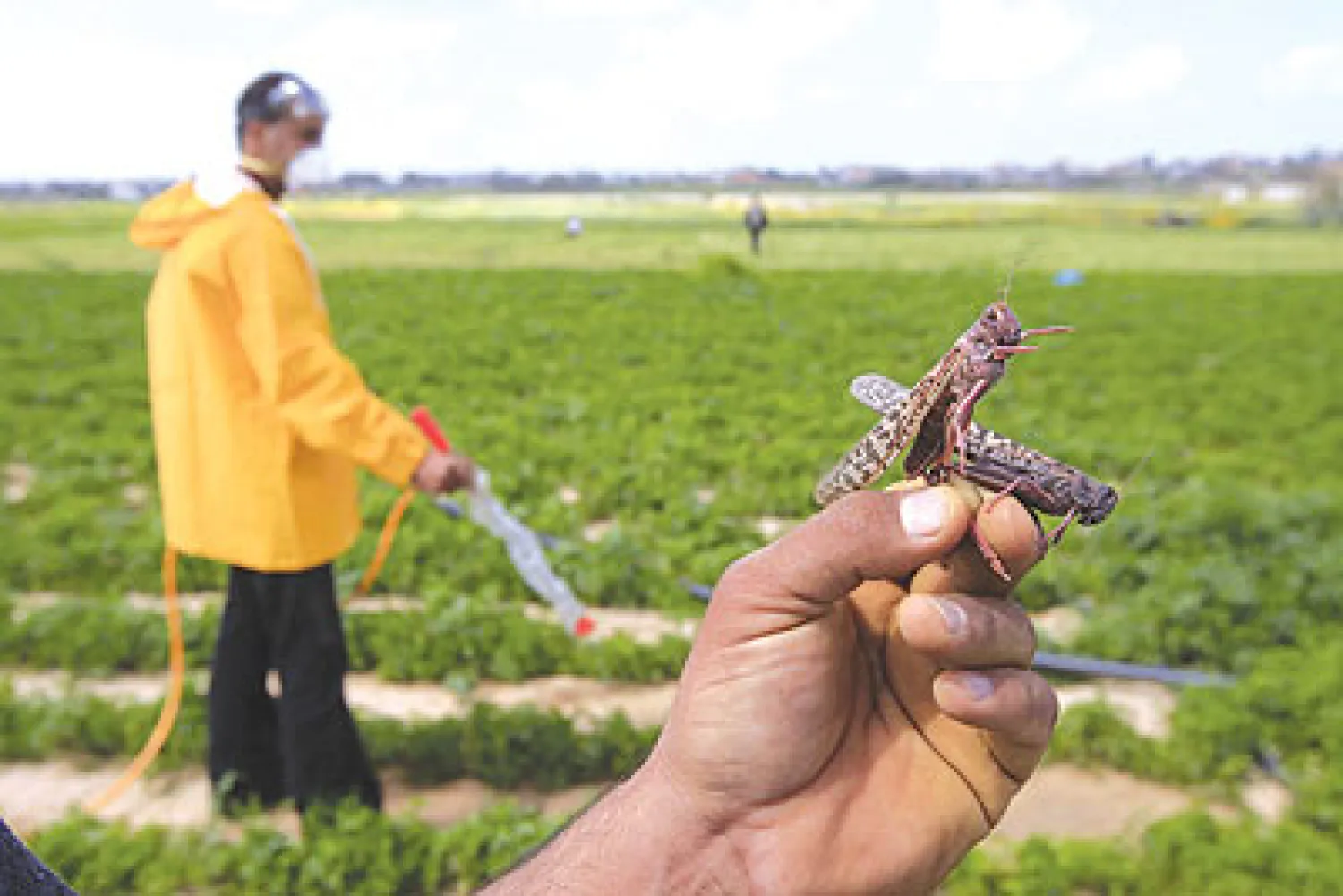 الجراد يغزو غرب السعودية بعد مصر والسودان