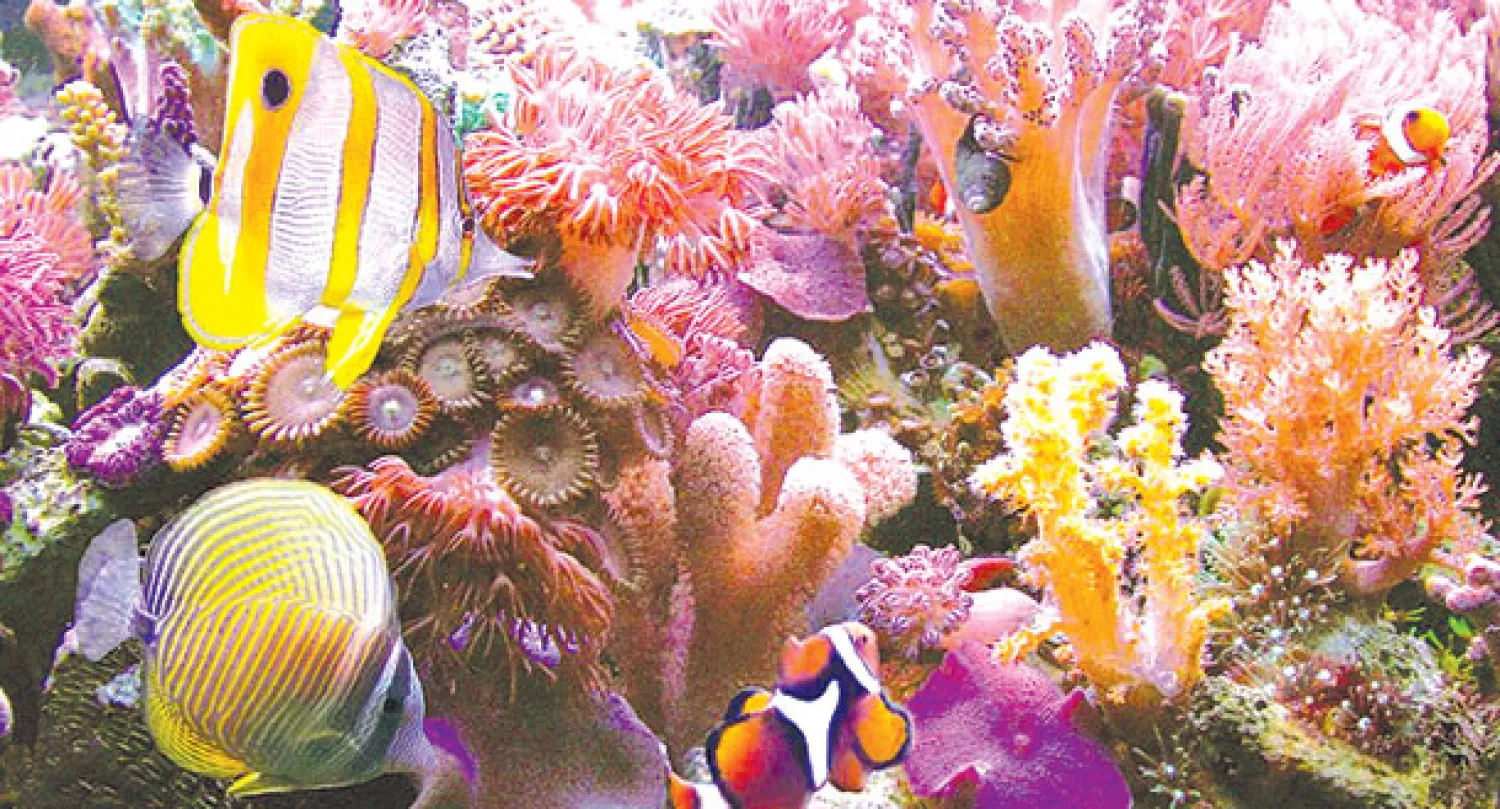 خرائط «غوغل» تظهر الشعاب المرجانية في كوراكاو