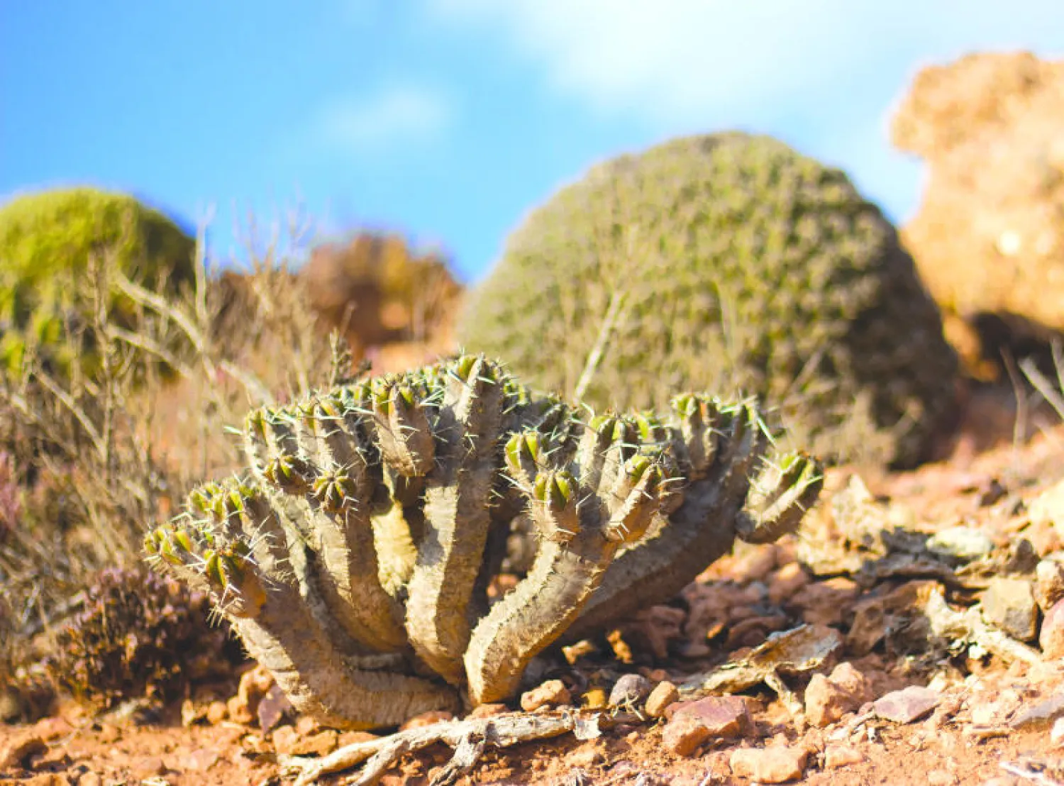 تحويل الصحارى إلى مناطق خضراء