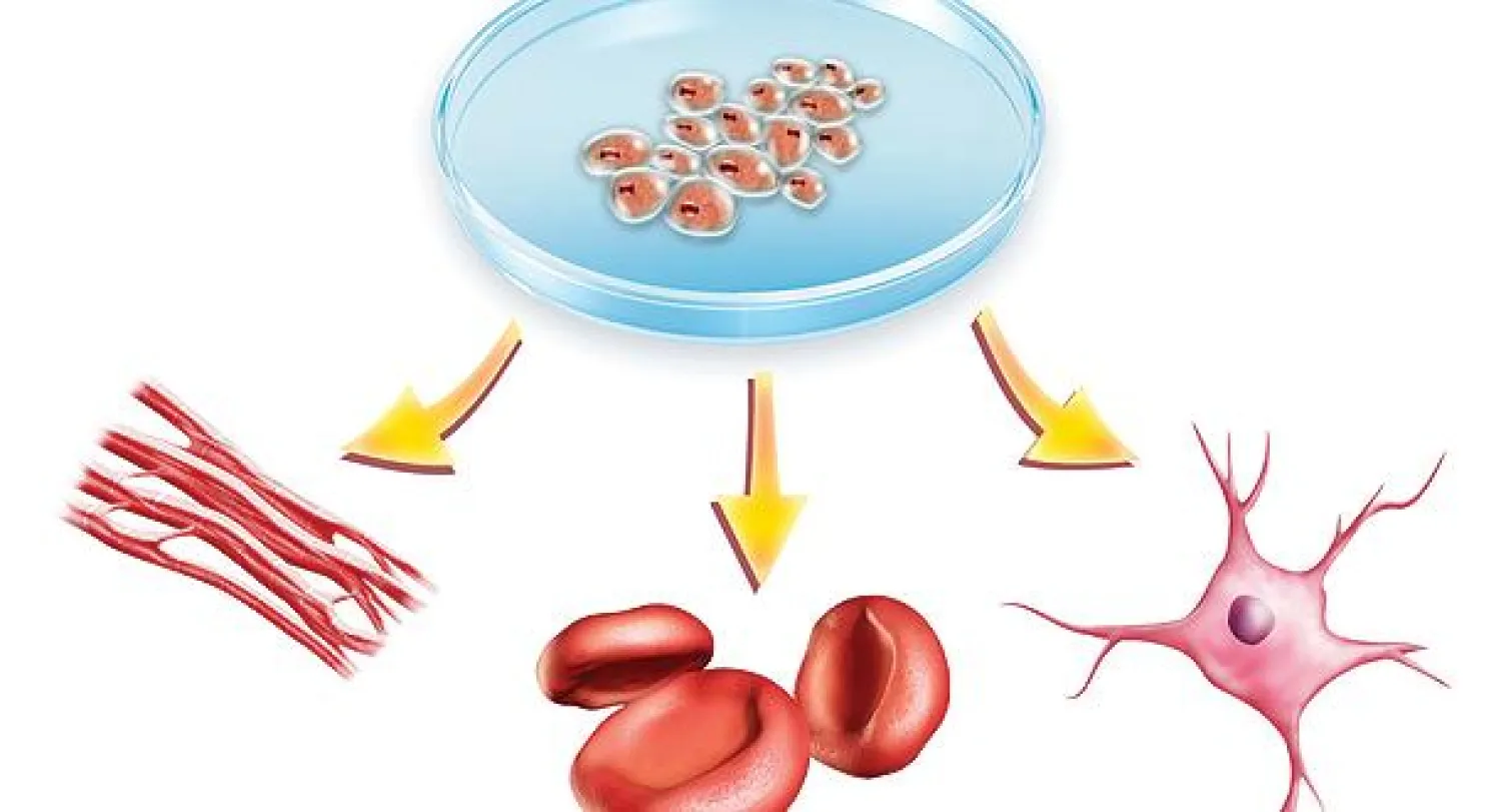 الخلايا الجذعية يمكن تحويلها إلى خلايا متخصصة متنوعة