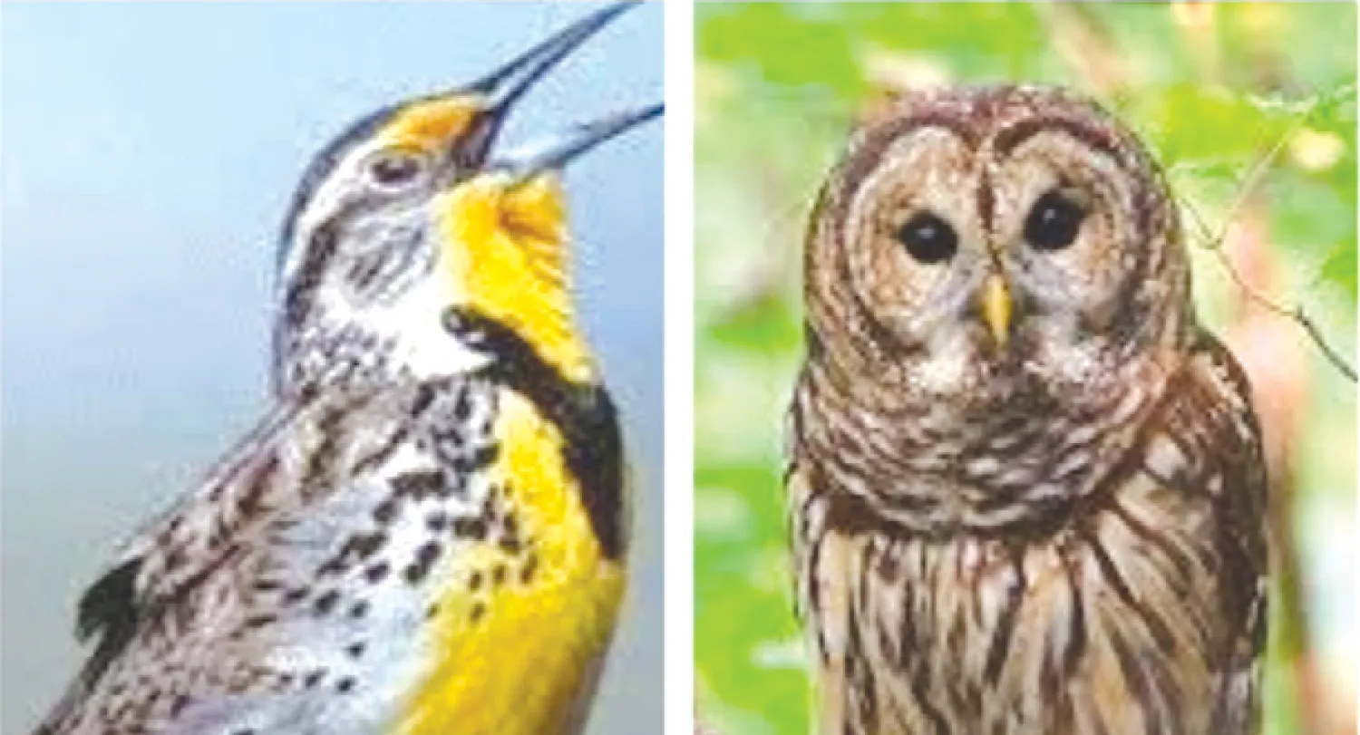 دراسة مقارنة بين «طيور الصباح» المستيقظين مبكرا و«طيور البوم» المتأخرين