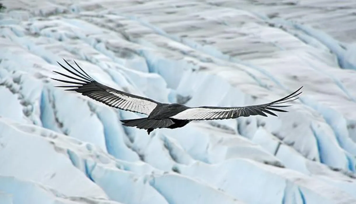 طيور جبال الألب