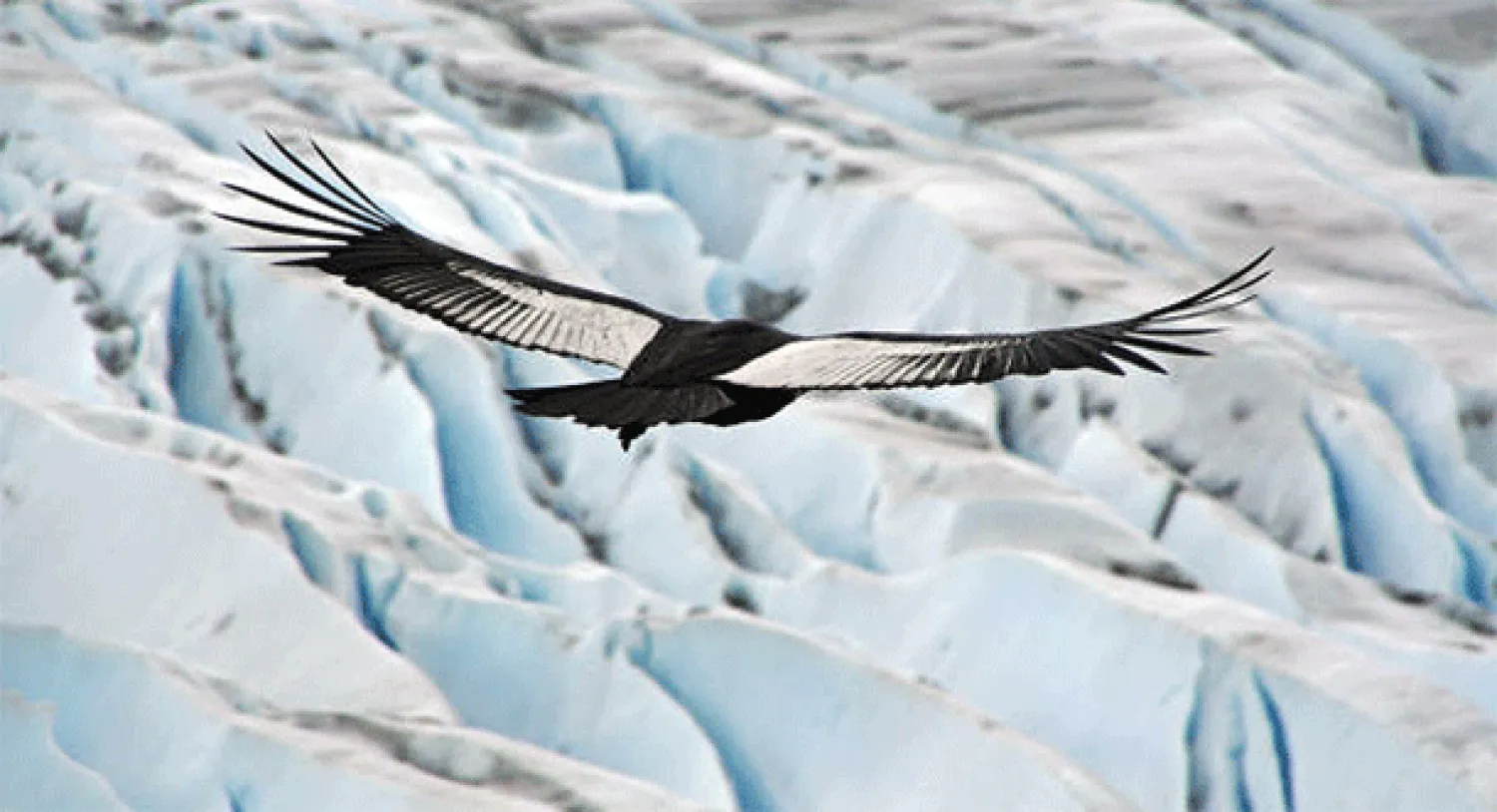 طيور جبال الألب تطير 200 يوم بلا توقف