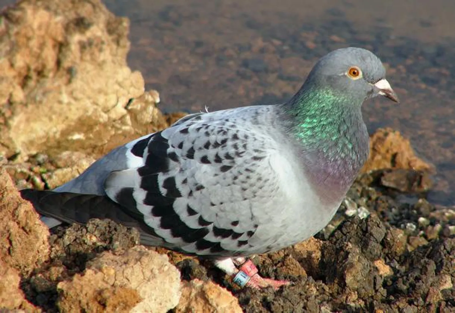 حمام الزاجل