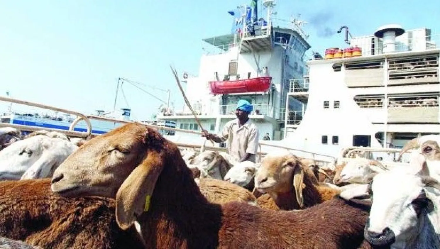 توصية بتمديد منع تصدير اللحوم بعد تراجع أسعارها محليا 20%