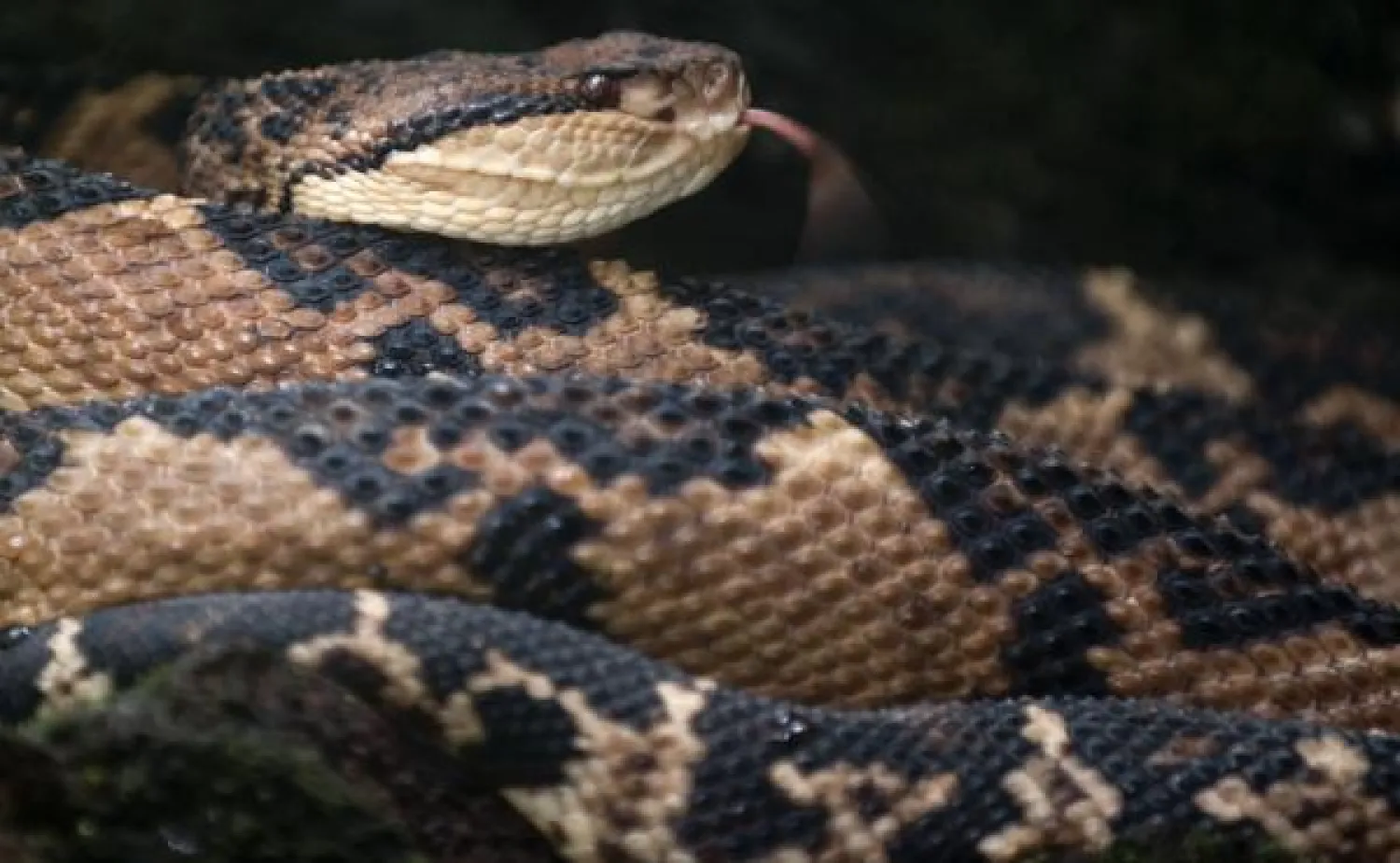 الثعابين تغير درجة تدفق الدم في جسمها من خلال «جفونها»