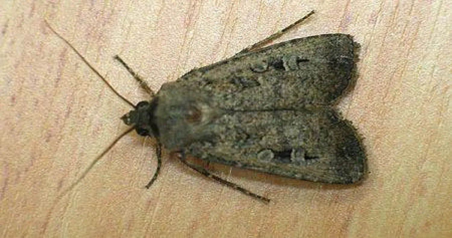 أستراليا: الفراش يغزو البرلمان