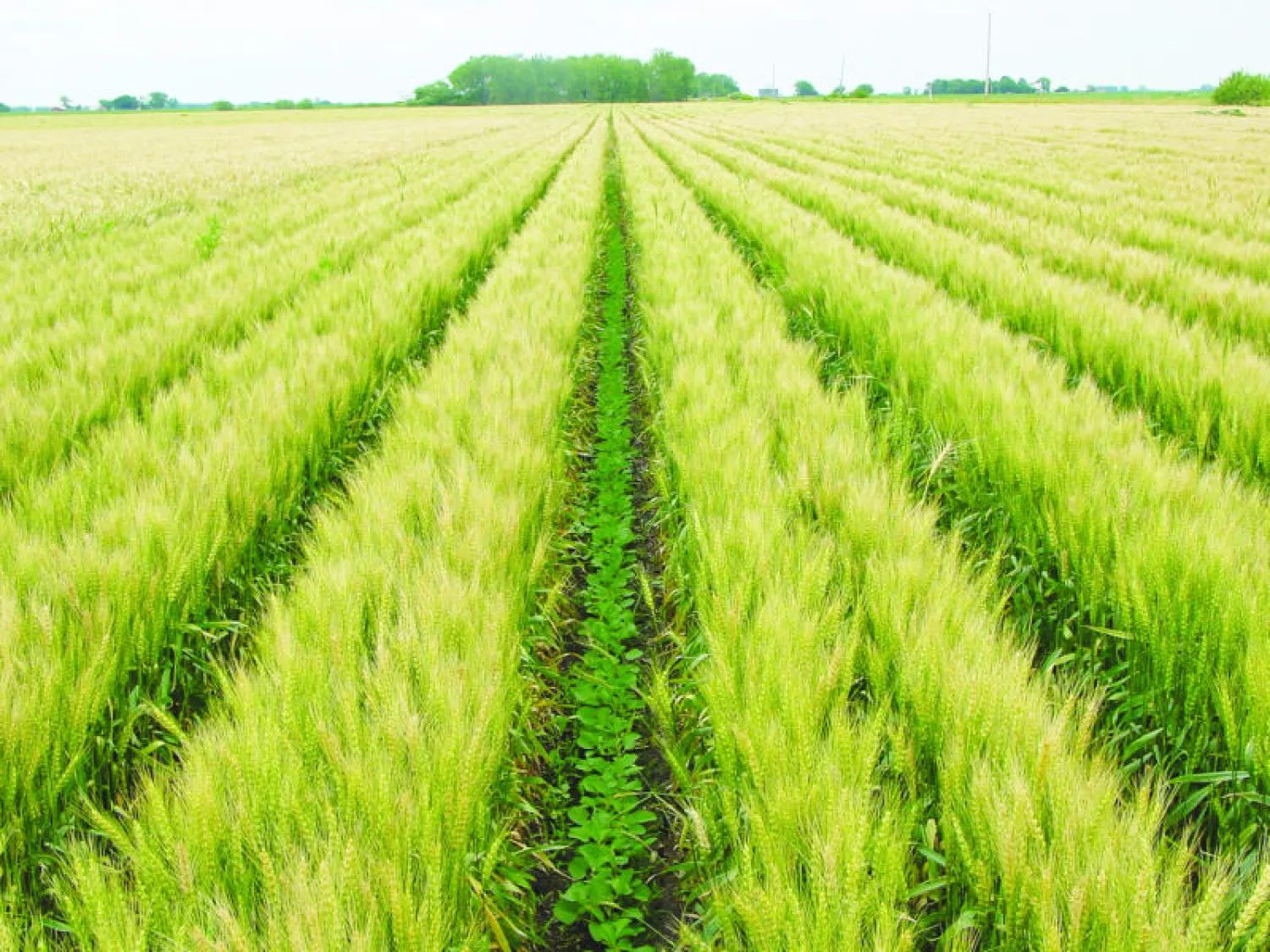 السعودية تعتمد سبعة شروط وتسعة ضوابط لمنح تسهيلات ائتمانية للاستثمار الزراعي الخارجي