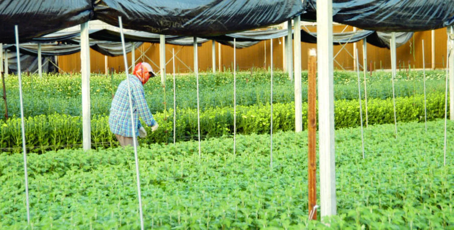 السعودية تستهدف تحقيق دور ملحوظ في رفع أسقف الأمن الغذائي العالمي