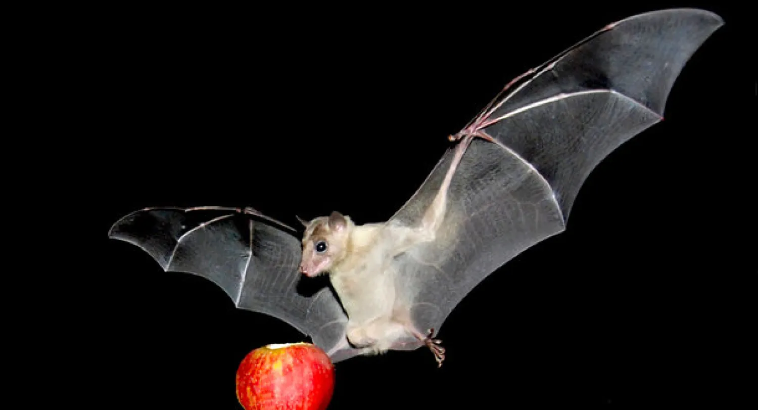 علماء: خفافيش الفاكهة الأفريقية مستودع للفيروسات الخطيرة