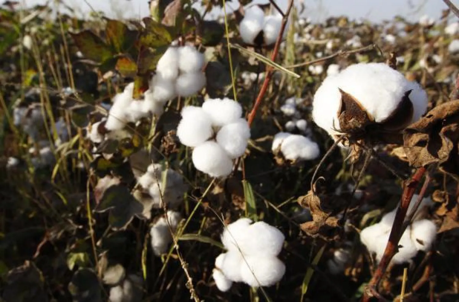 كرات القطن احدى الطرق المتبعة في خسارة الوزن