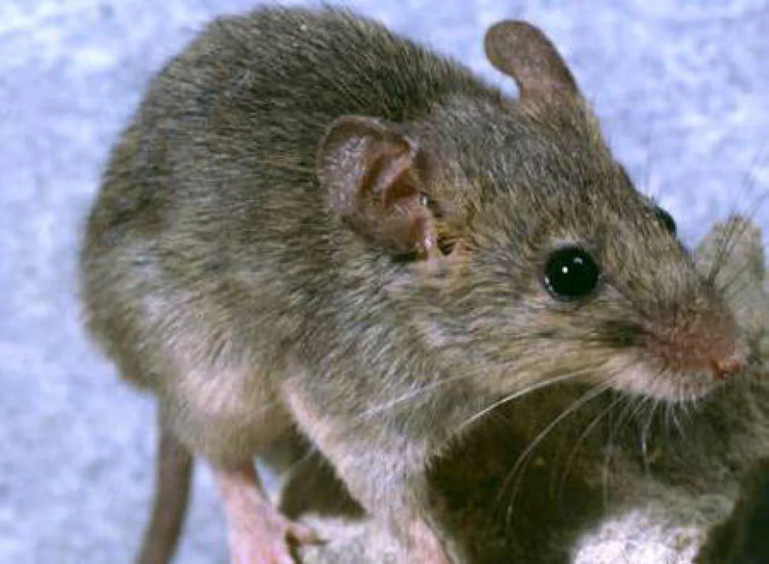 فئران لازالة الالغام في كمبوديا