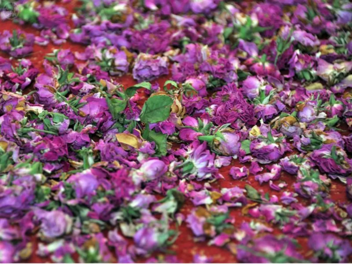 الورد المديني يحتل مكانة كبيرة في الأعراس والمناسبات الاجتماعية (واس)