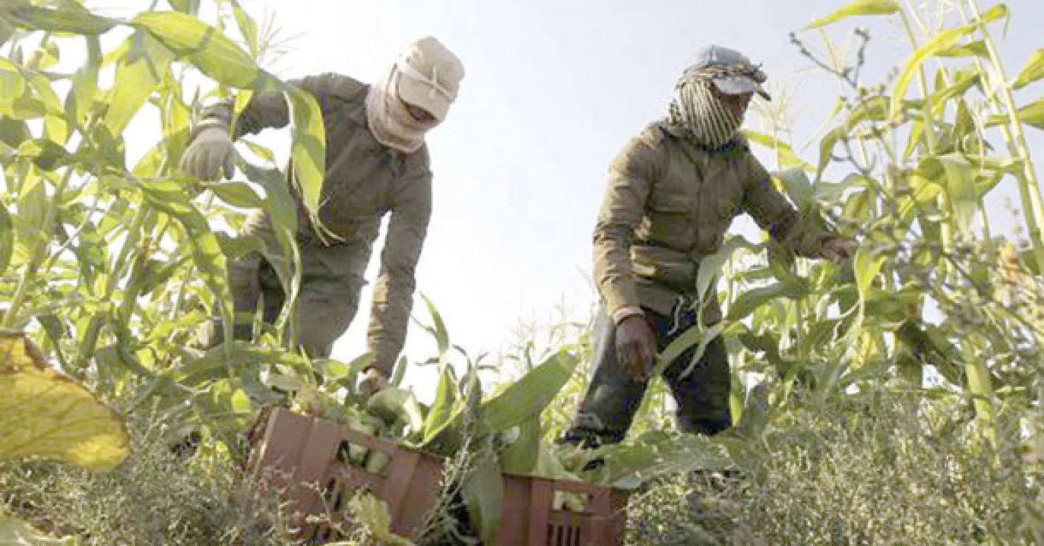 أجنبيان يعملان في مزرعة بمنطقة الرياض حيث تعتمد غالبية المهن البسيطة على الأجانب (رويترز)