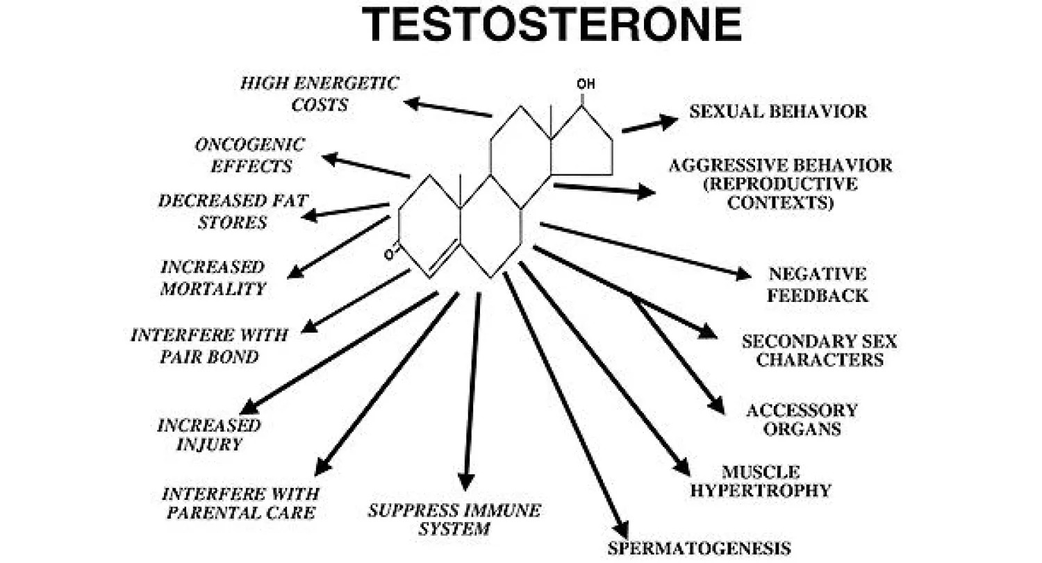 دراسة: هورمون تيستوستيرون يمكن أن يؤثر على التطعيم ضد الإنفلونزا