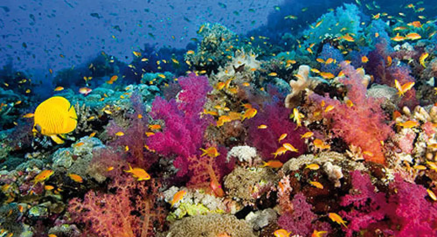 بيئة البحر الأحمر تواجه خطر نمو حركة السفن