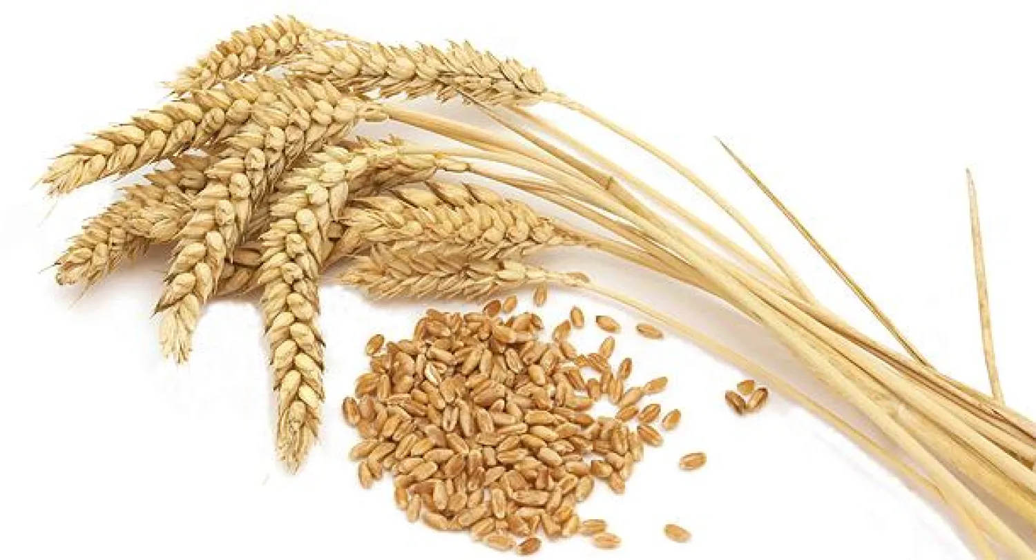 الأردن يرفض جميع العروض في مناقصة لشراء 100 ألف طن من القمح