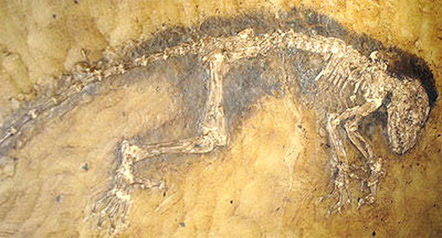 اكتشاف أحافير ديناصورات في السعودية