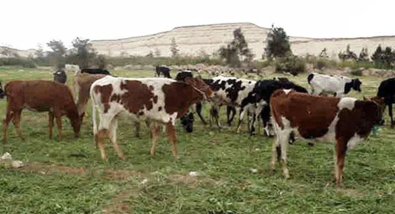 هطول الأمطار يعيد الأمل للمزارعين في المغرب