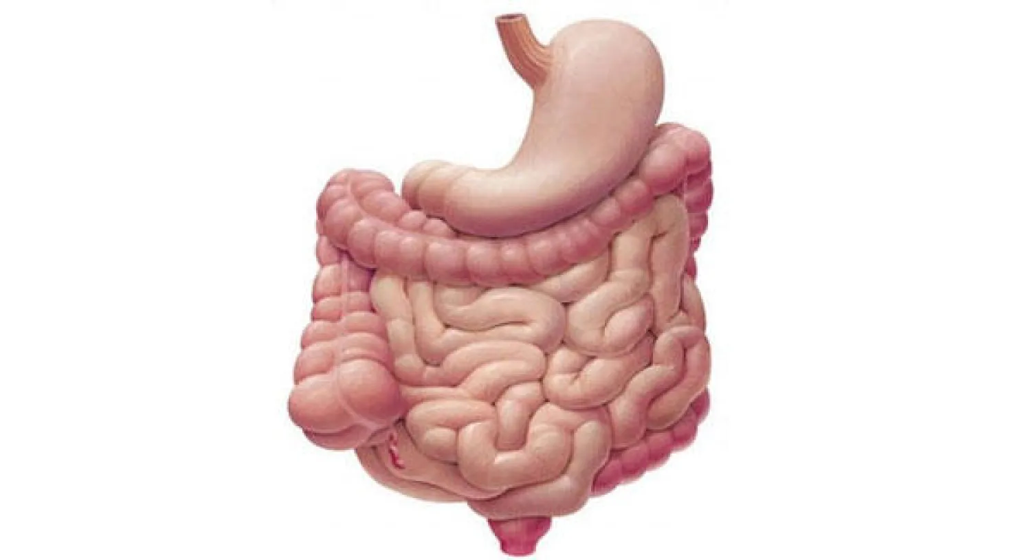 علماء: تكيف الإنسان مع البكتريا المسببة للسرطان يؤثر على استعداده للإصابة