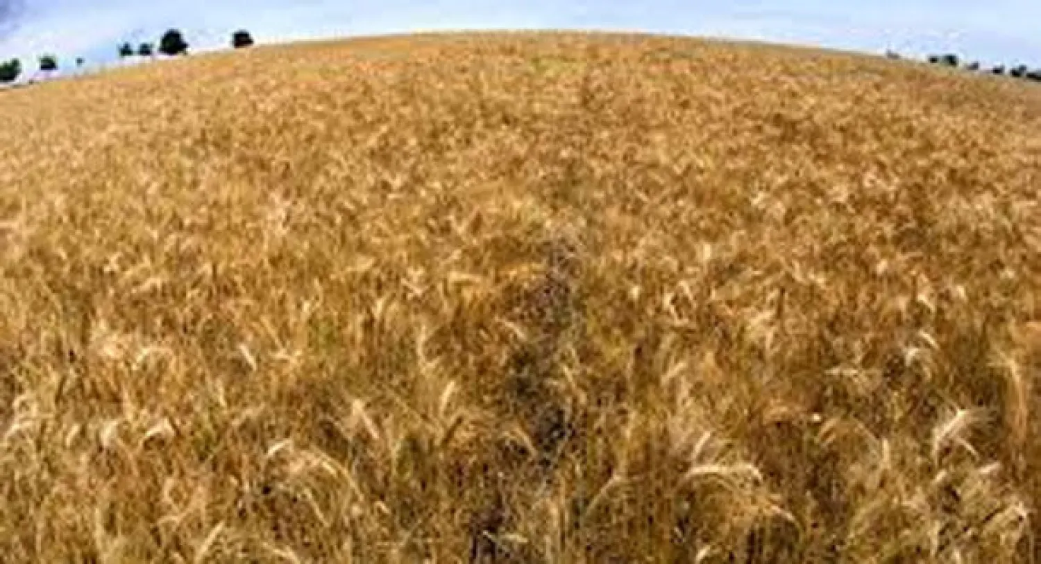 السعودية تطرح مناقصة عالمية لشراء 660 ألف طن من القمح