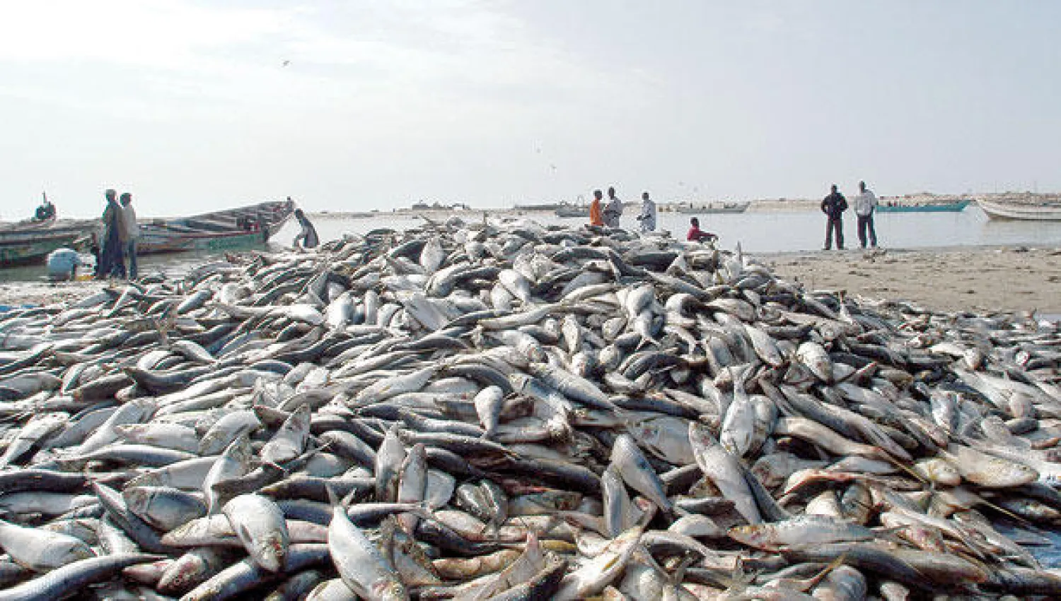 يتمتع الاقتصاد الموريتاني بفرص واسعة خصوصا في القطاعات الإنتاجية كالزراعة والثروة السمكية والمعادن وفي الصورة أحد أسواق السمك في موريتانيا («الشرق الأوسط»)