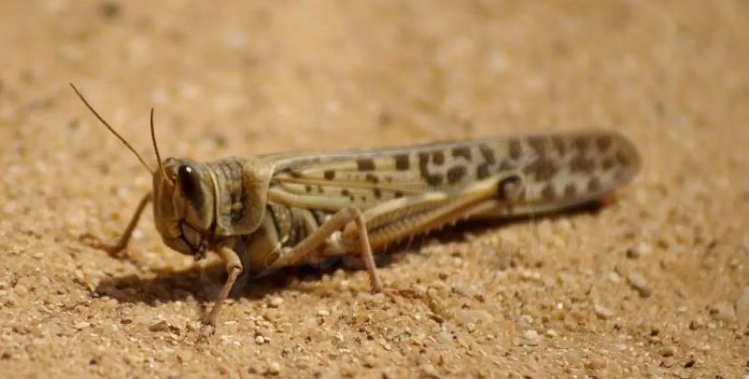 السعودية تقدم لليمن مساعدات لمكافحة الجراد الصحراوي