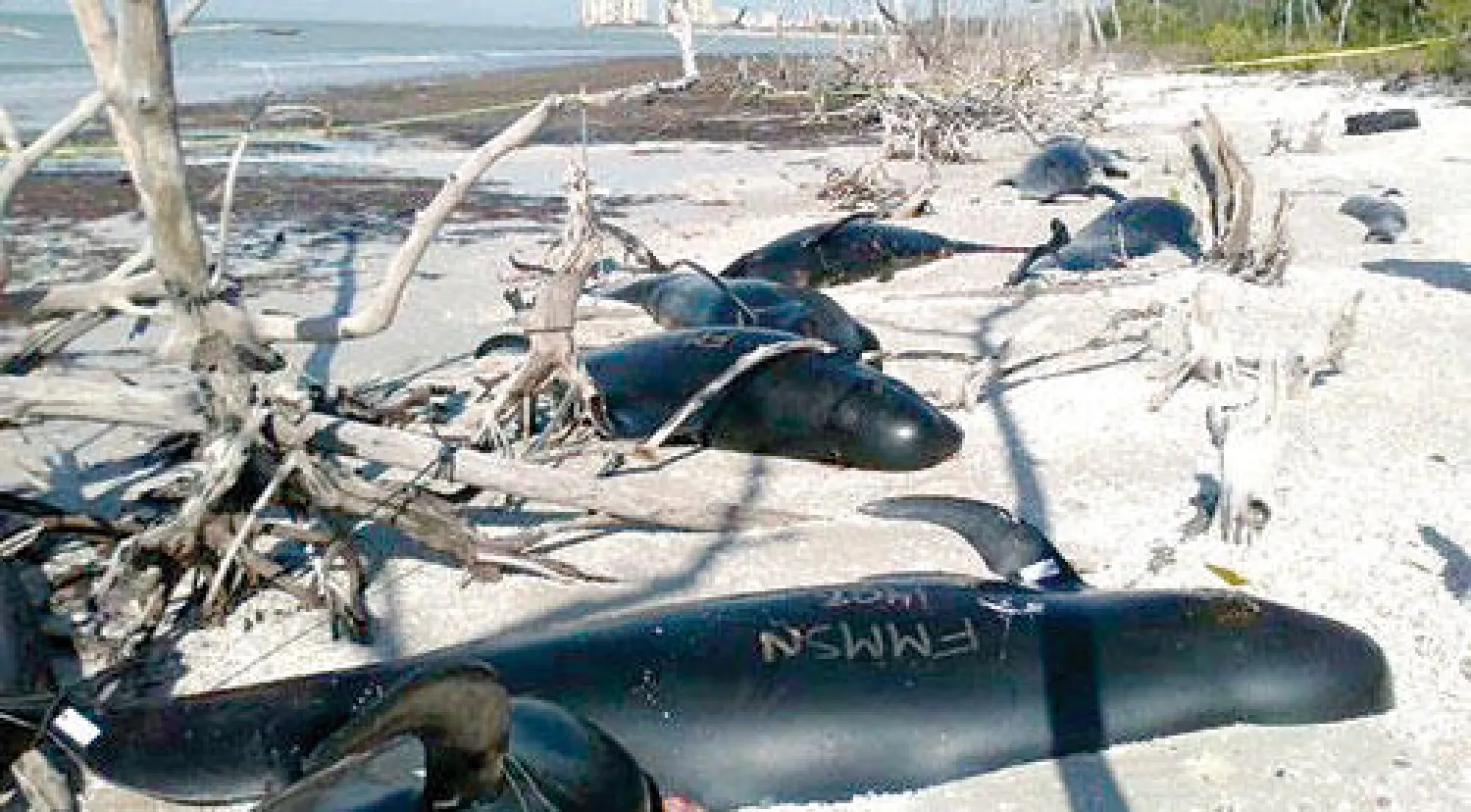 مجموعة من الحيتان المرشدة النافقة التي عثر عليها على سواحل جزيرة كايس في جنوب فلوريدا (رويترز)