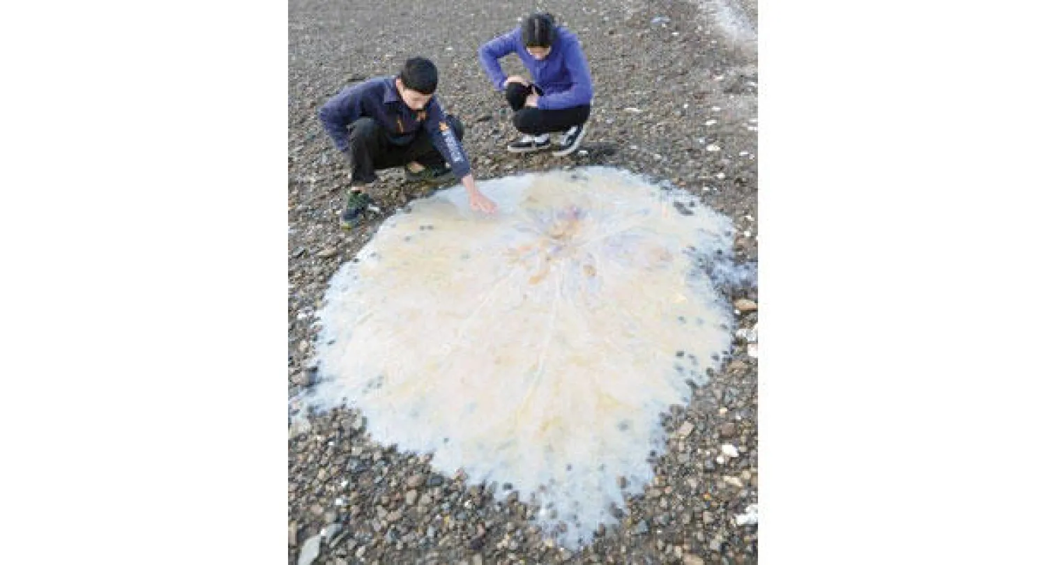 قنديل البحر العملاق الذي عثر عليه على شواطئ قرية قريبة من بلدة هوبارت بمقاطعة تسمانيا الأسترالية (أ.ب)