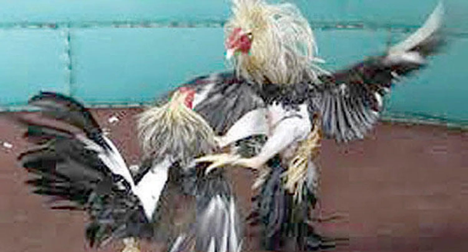 صراع الديوك