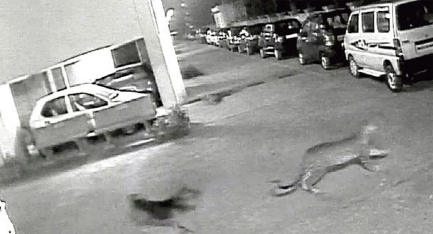 كلب ضال يطارد نمرا في مومباي