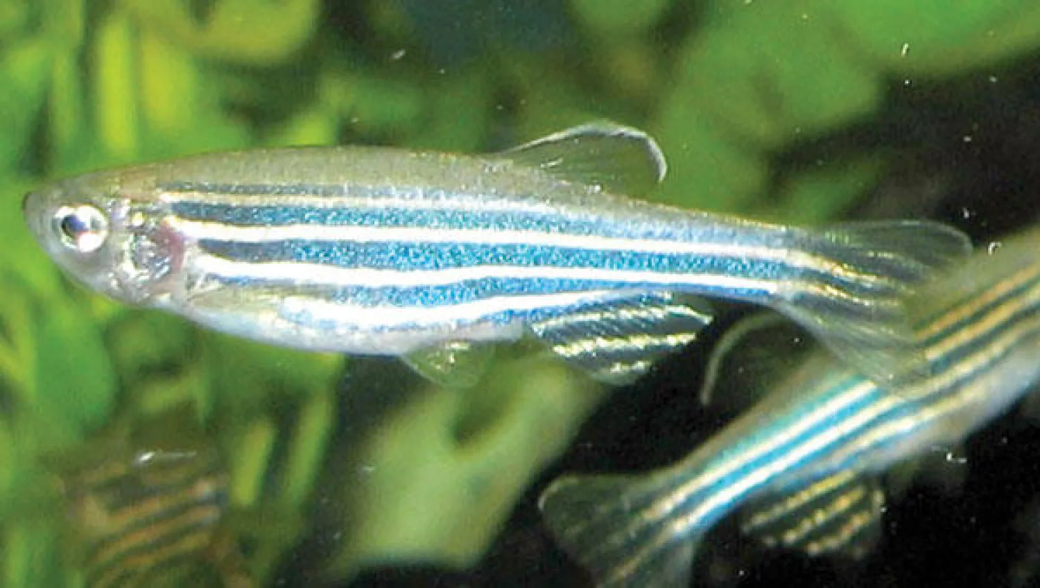 بحث دولي لعلاج مرض «العدوانية» لدى الإنسان